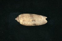 藏品(榧螺)的圖片